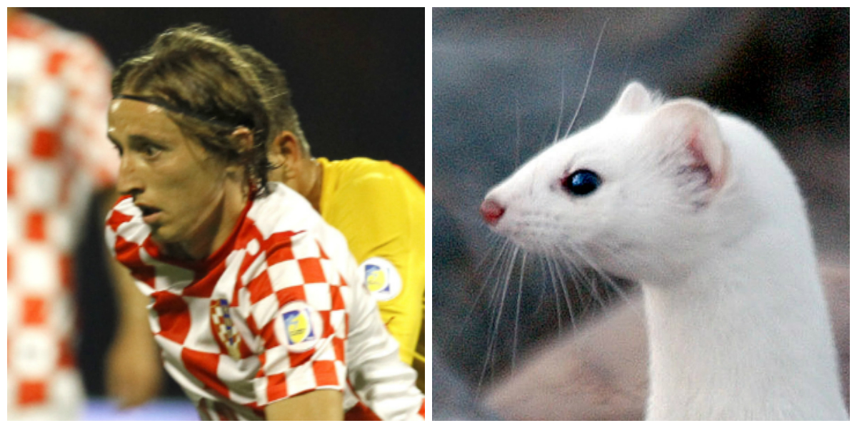 Djur, Fotbollsspelare, Look-a-likes, Dubbelgångare