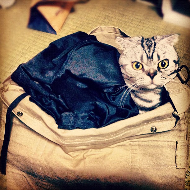 Katt, instagram,  Choupette, Internet, Shishi-Maru,  Mercy