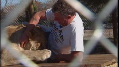 Lejonkulan, Attack, Lejon, James Jablon, Florida, Djur, Wildlife Rehabilitation Hernando