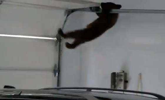 Unge, Björn, Björnunge, Rädda, Video, Garage
