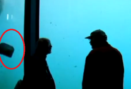 stark, Krossa, Björn, Video, Glas, Björnar, Isbjörnar, Akvarieglas, Attack, Djur, Akvarium, Isbjörn