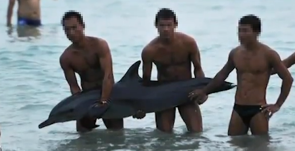 Delfin, Turister, Död, Hav, Kina