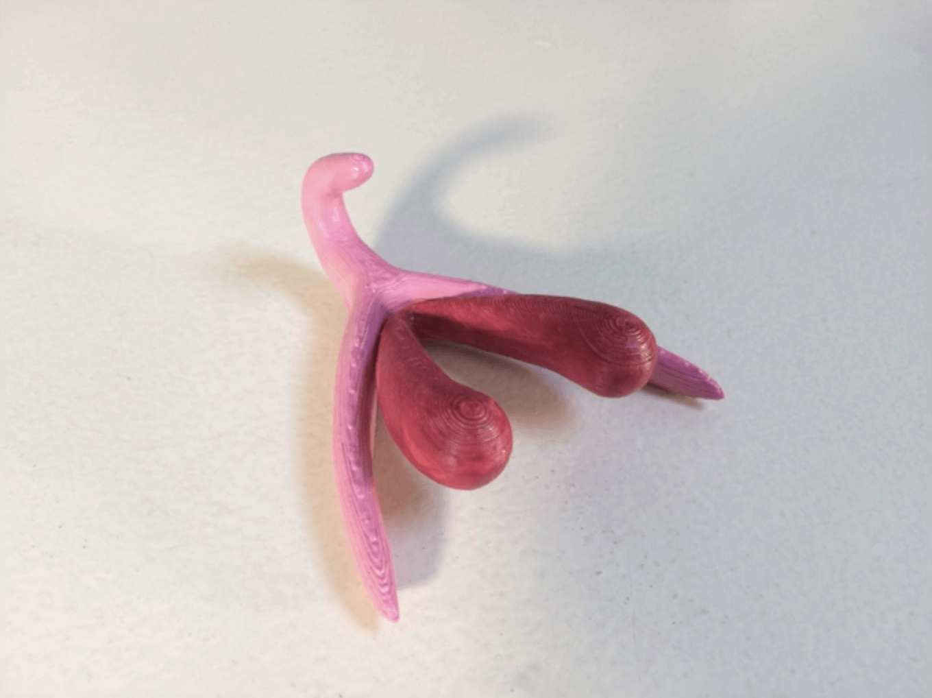 3D-klitoris