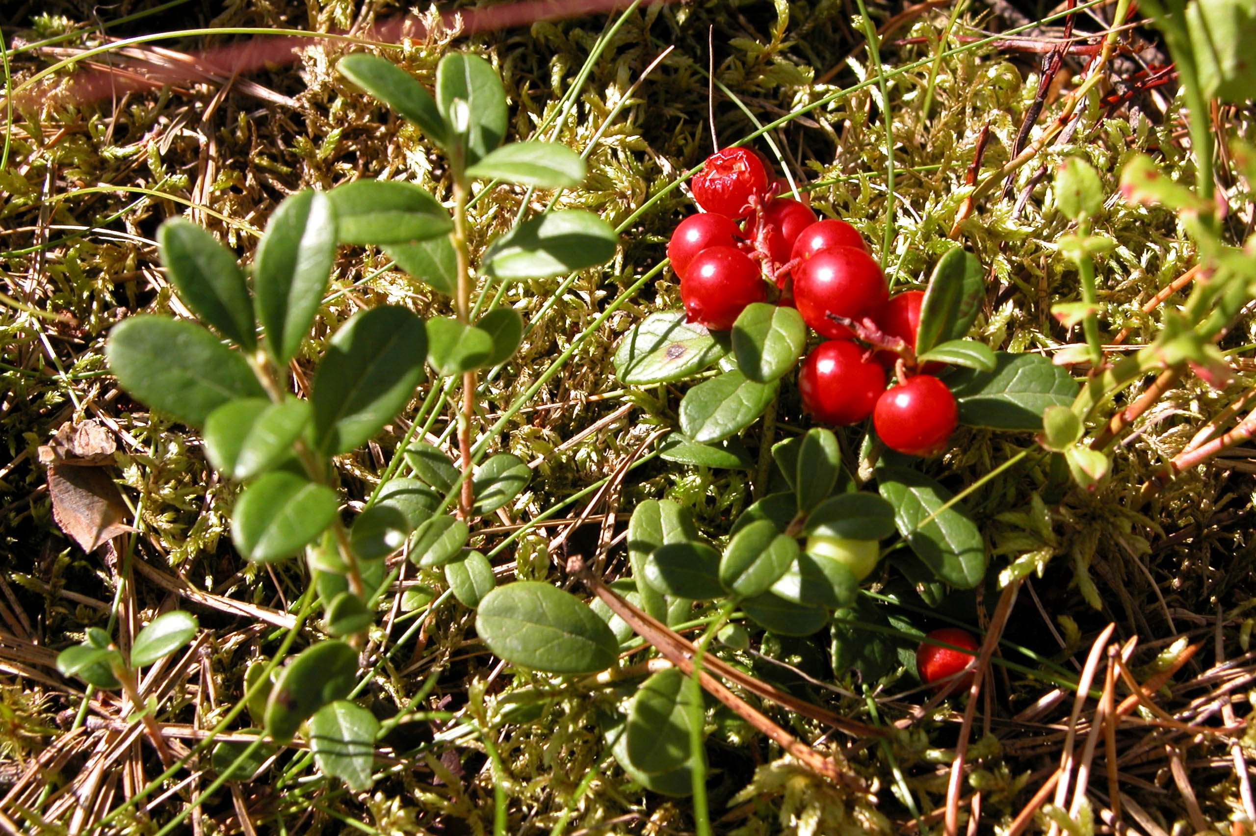 Grannfejd, Barplockare, grov skadegörelse