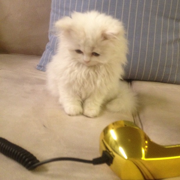 Internet, Shishi-Maru, Katt,  Choupette,  Mercy, instagram