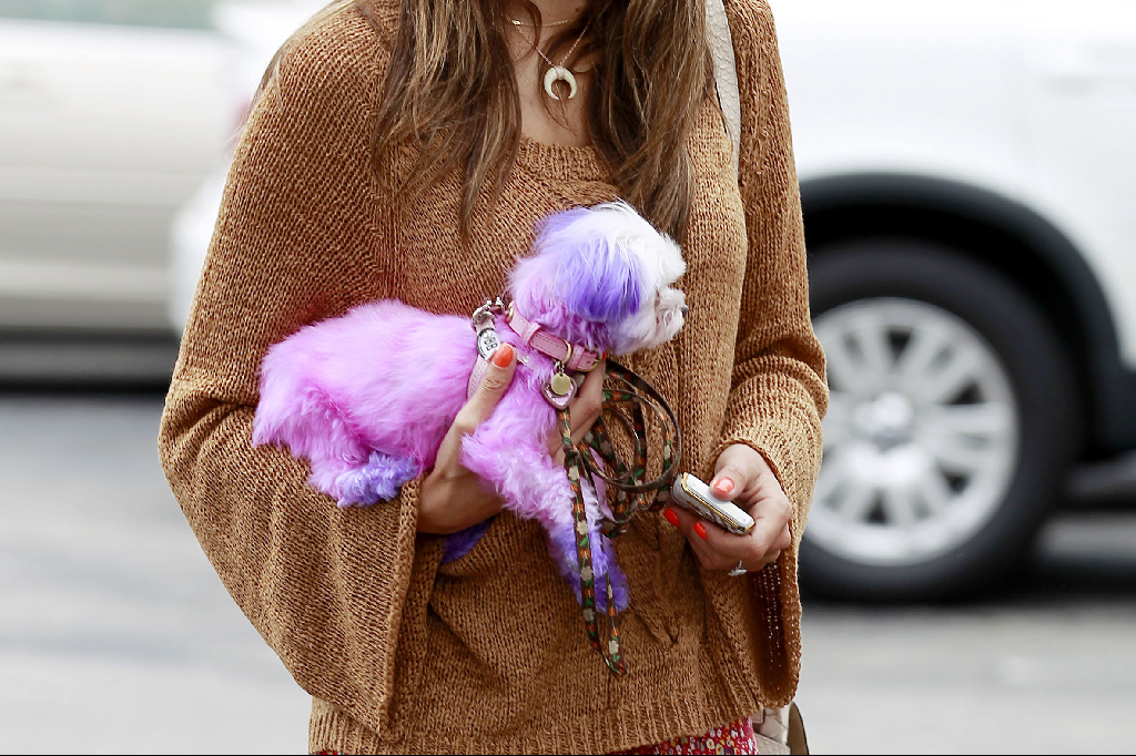 Hund, kändis, Mode, Alessandra Ambrosio, Jamie Mazur, Hollywood, Victorias Secret