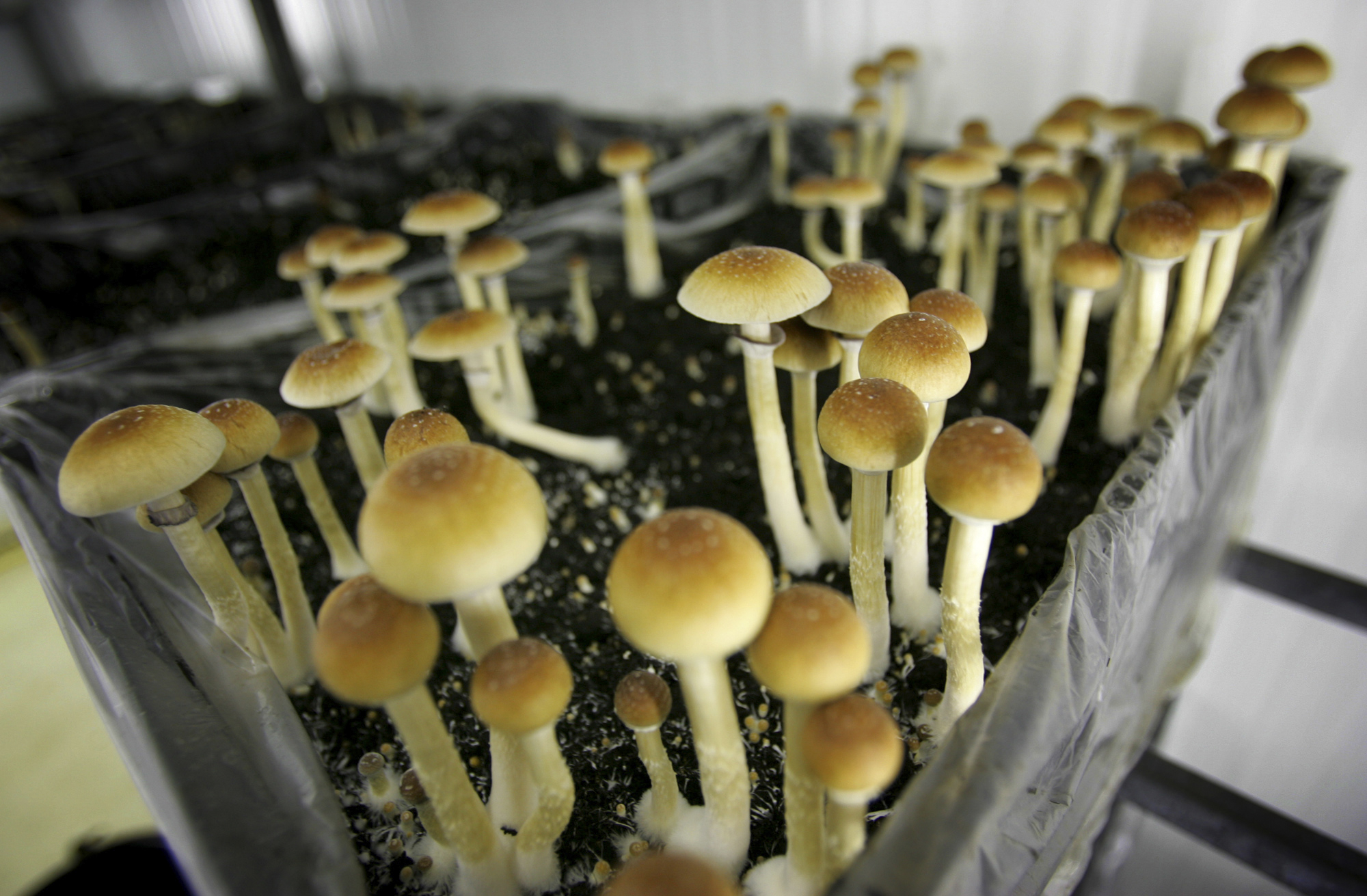Svamp, Narkotika, Psilocin, Tullen, knark