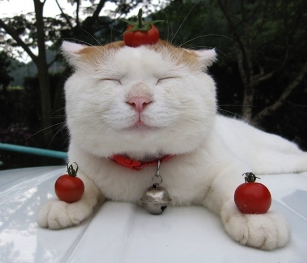  Winston Bananas, Topplista, Katter,  Henri,  Sockington,  Maru