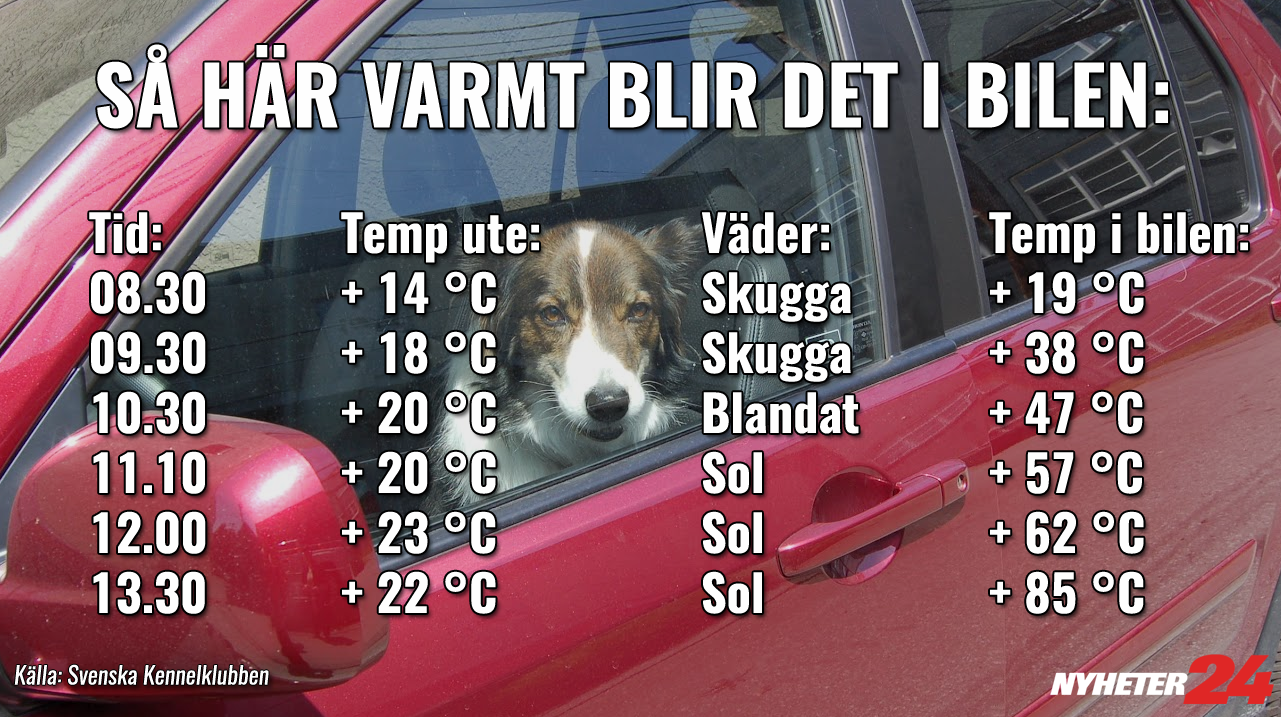 Bil, Temperatur, Varning, Instängd, YB Södermalm,  Djurambulansen, varmt, Hund,  Svenska Kennelklubben