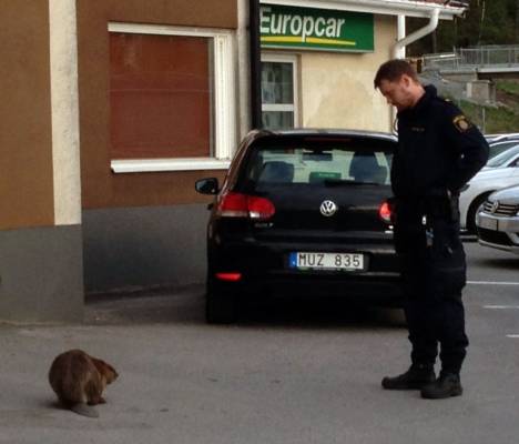 Polis, Skansen-Jonas, Jonas Wahlström, Vasteras, Brottning, Bäver, Räddningsinsats
