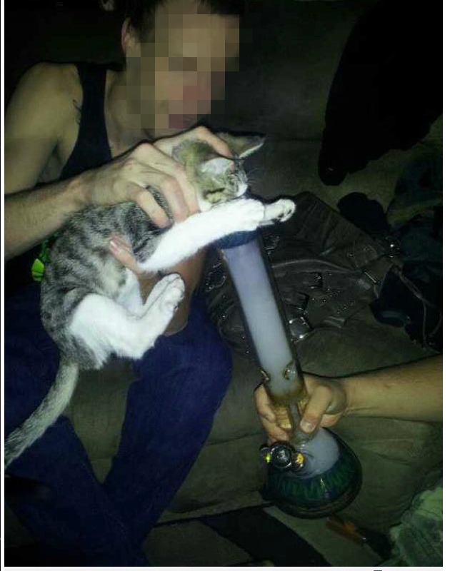 Djurplageri, Katt, Inhalera, Bong