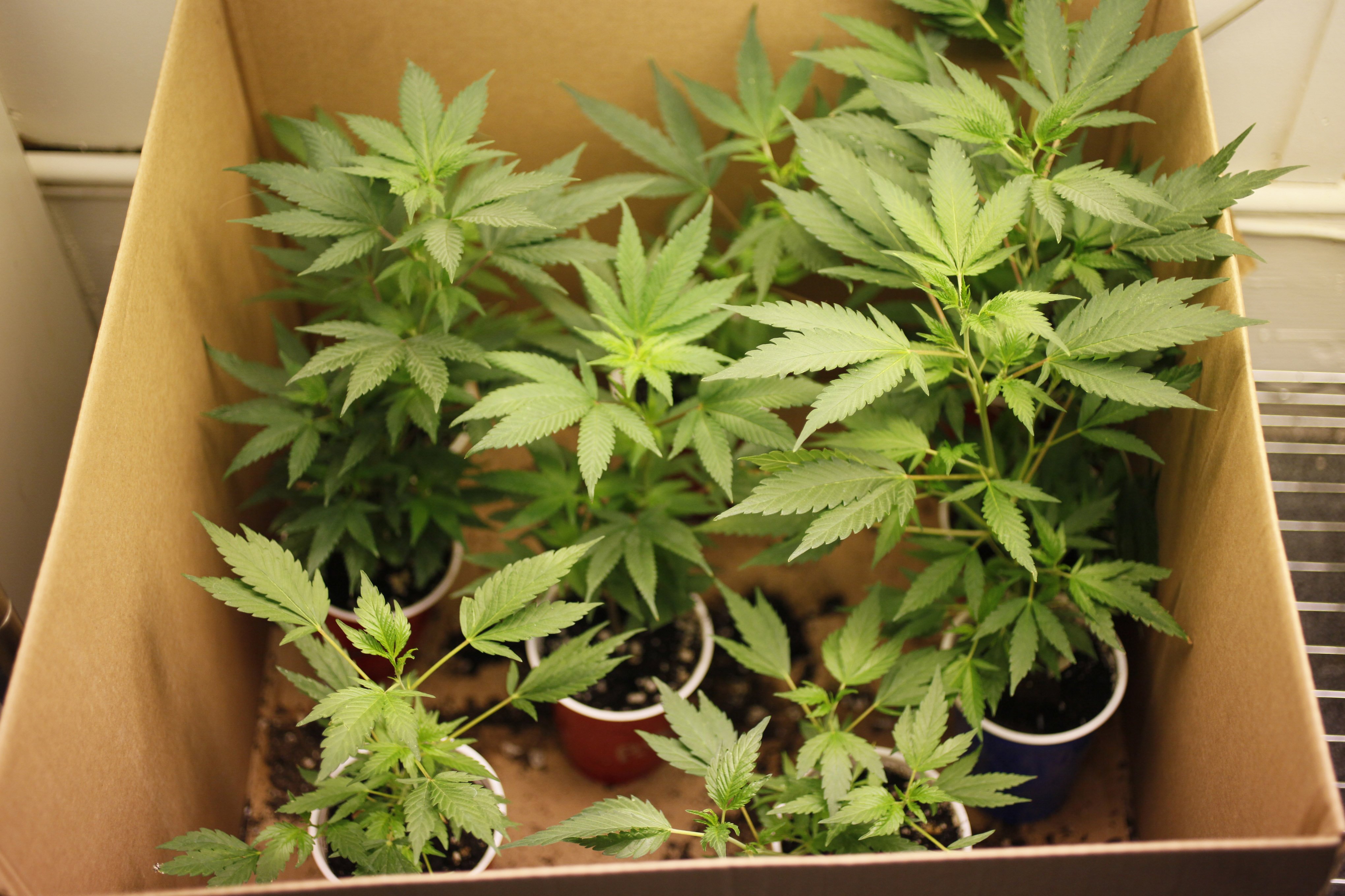 Odlingar, Cannabis, Sverige