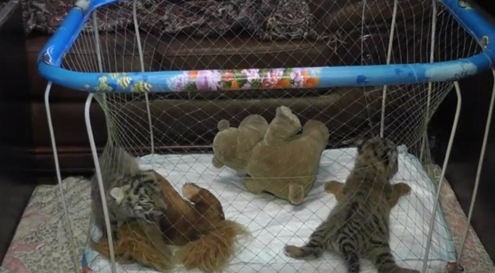 sibiriska tigrar, Sibirisk tiger, nyfödda, Video