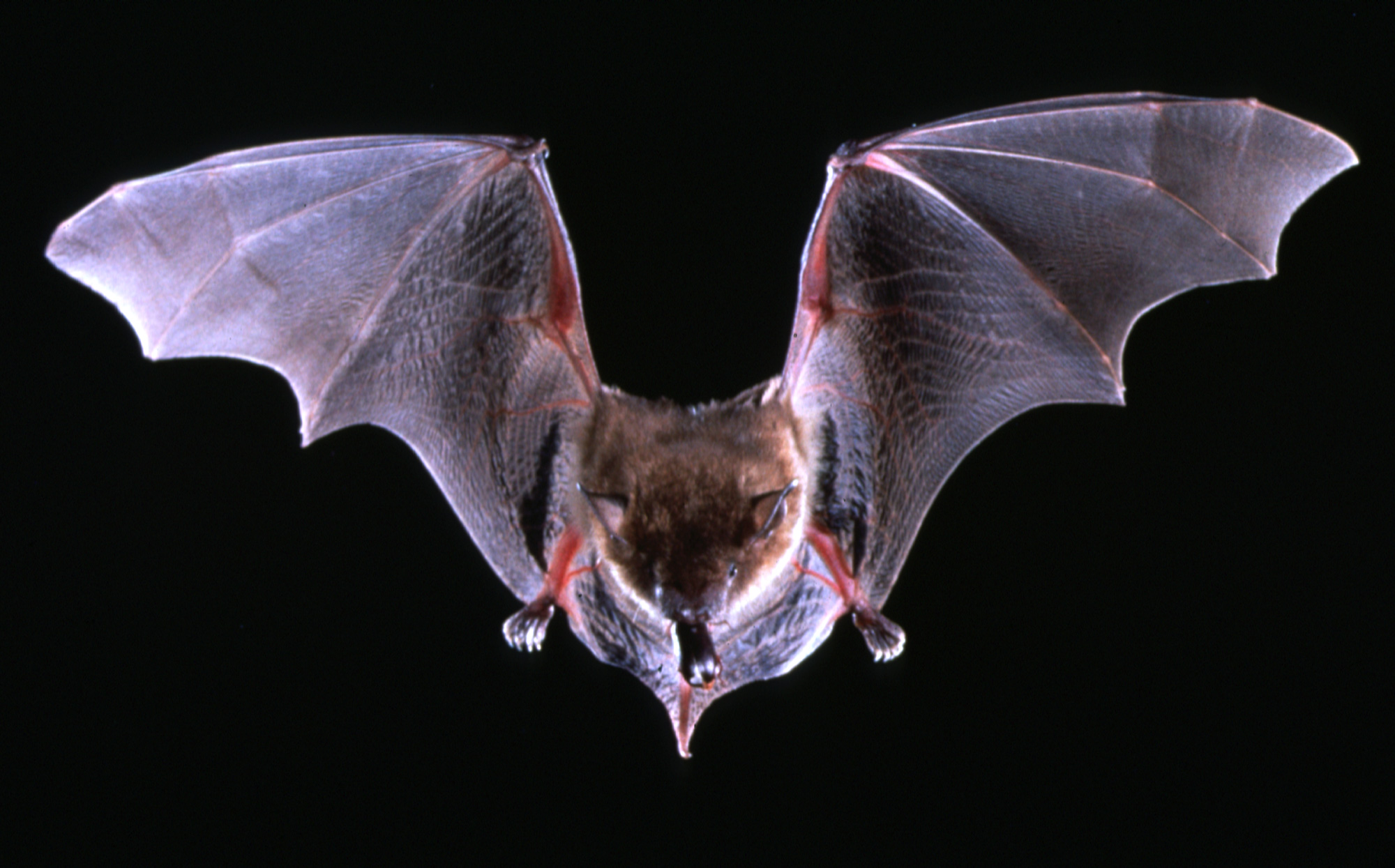 Död, Fladdermus, Barn, Rabies, Peru