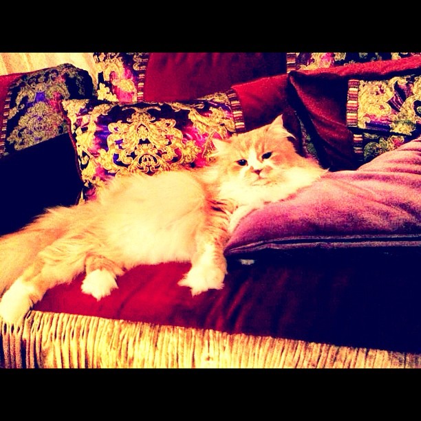 Rich Kids Of Instagram,  Rich Cats Of Instagram,  Choupette