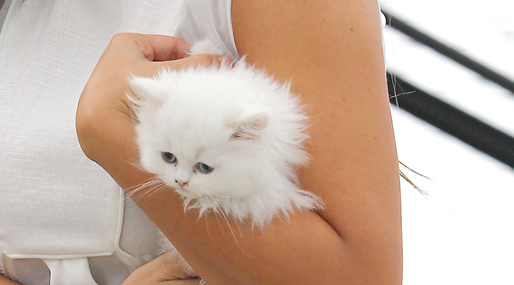 Kanye West, Kim Kardashian,  Choupette,  Mercy