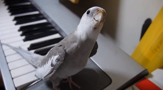 Fågel, Youtube, Piano, Sång,  Sötchock, VideoExtra
