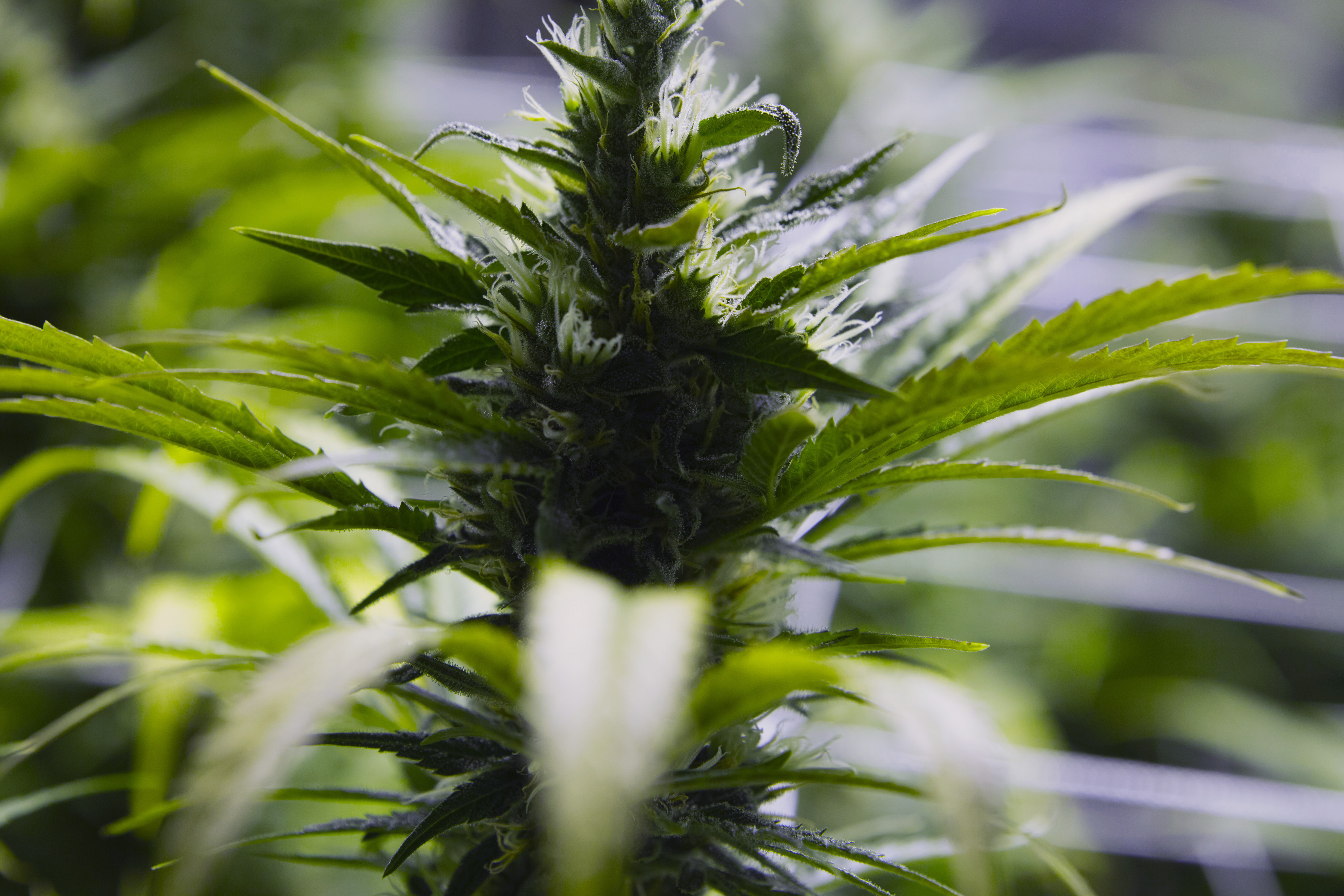 Systembolaget, CUF, Kongress, Centerpartiet, Röka, Cannabis