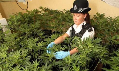 Rod Jarman, Kriminellt, Cannabisodling, Berusning, Scotland Yard, Abridge, Polischefen, Polischef, Marijuana, Cannabis, Hus, Odling, Narkotika