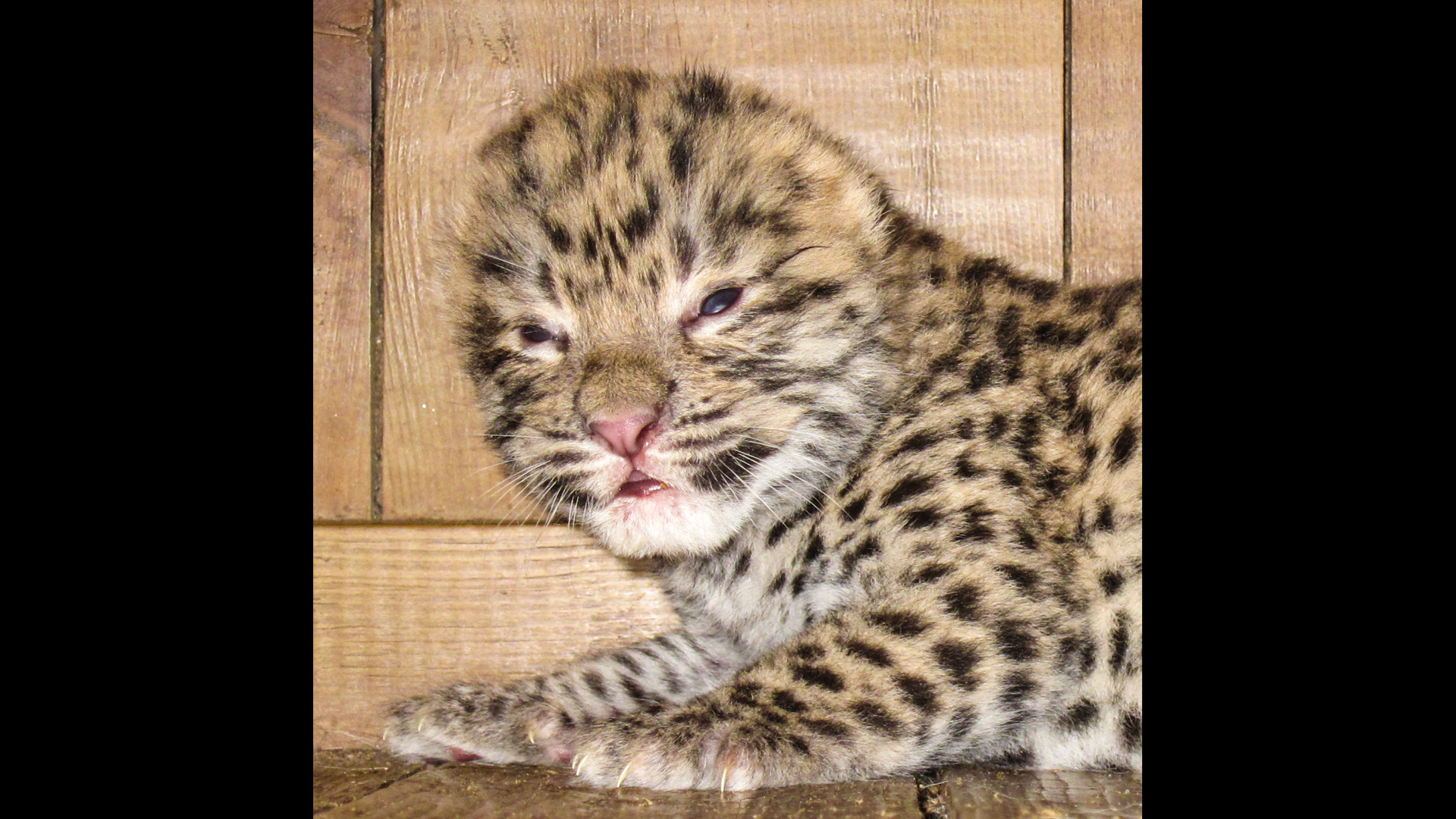 orsa björnpark, Katt, snöleopard, Djur
