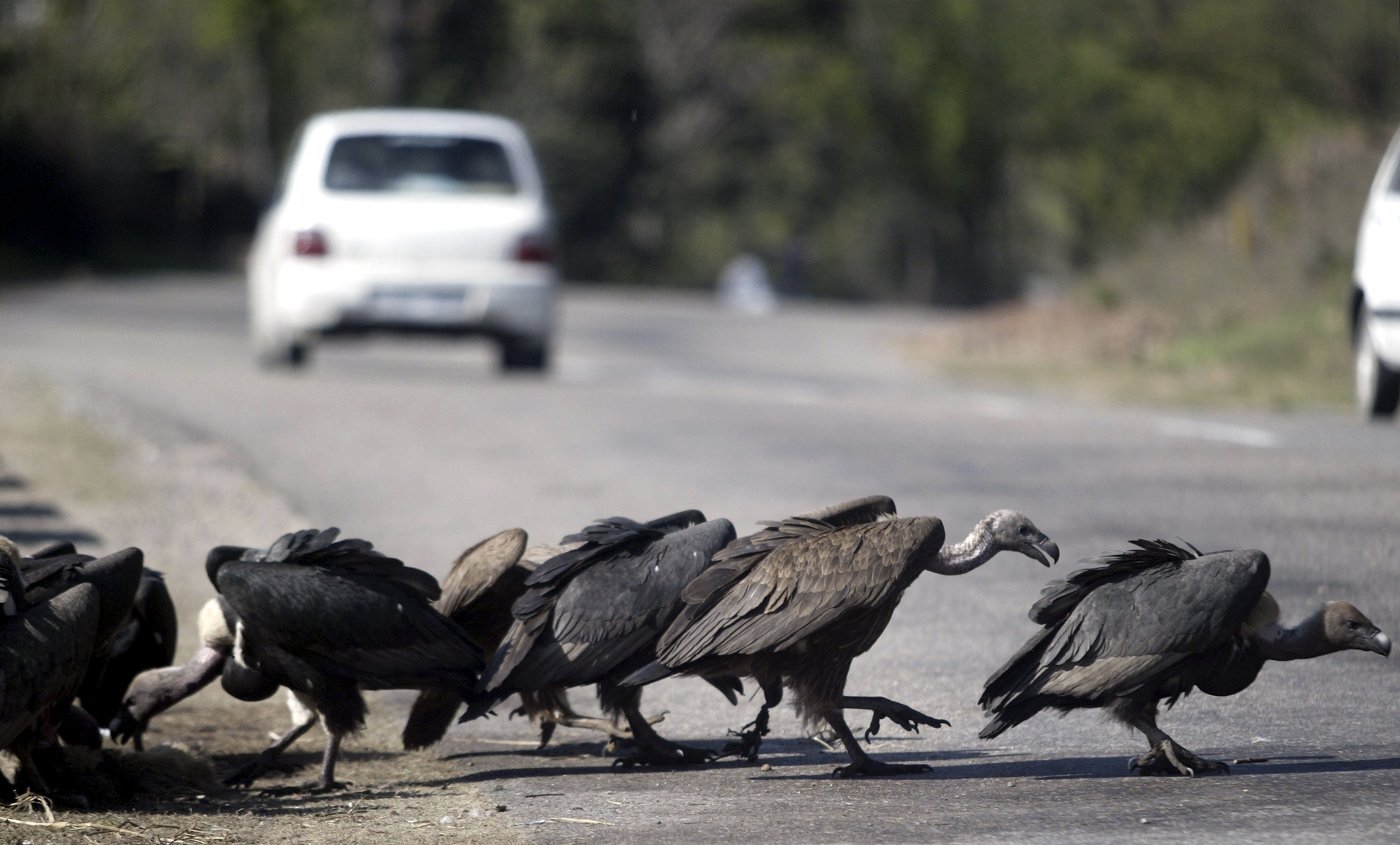 Gamar, Död, Olycka, Pyrenéerna