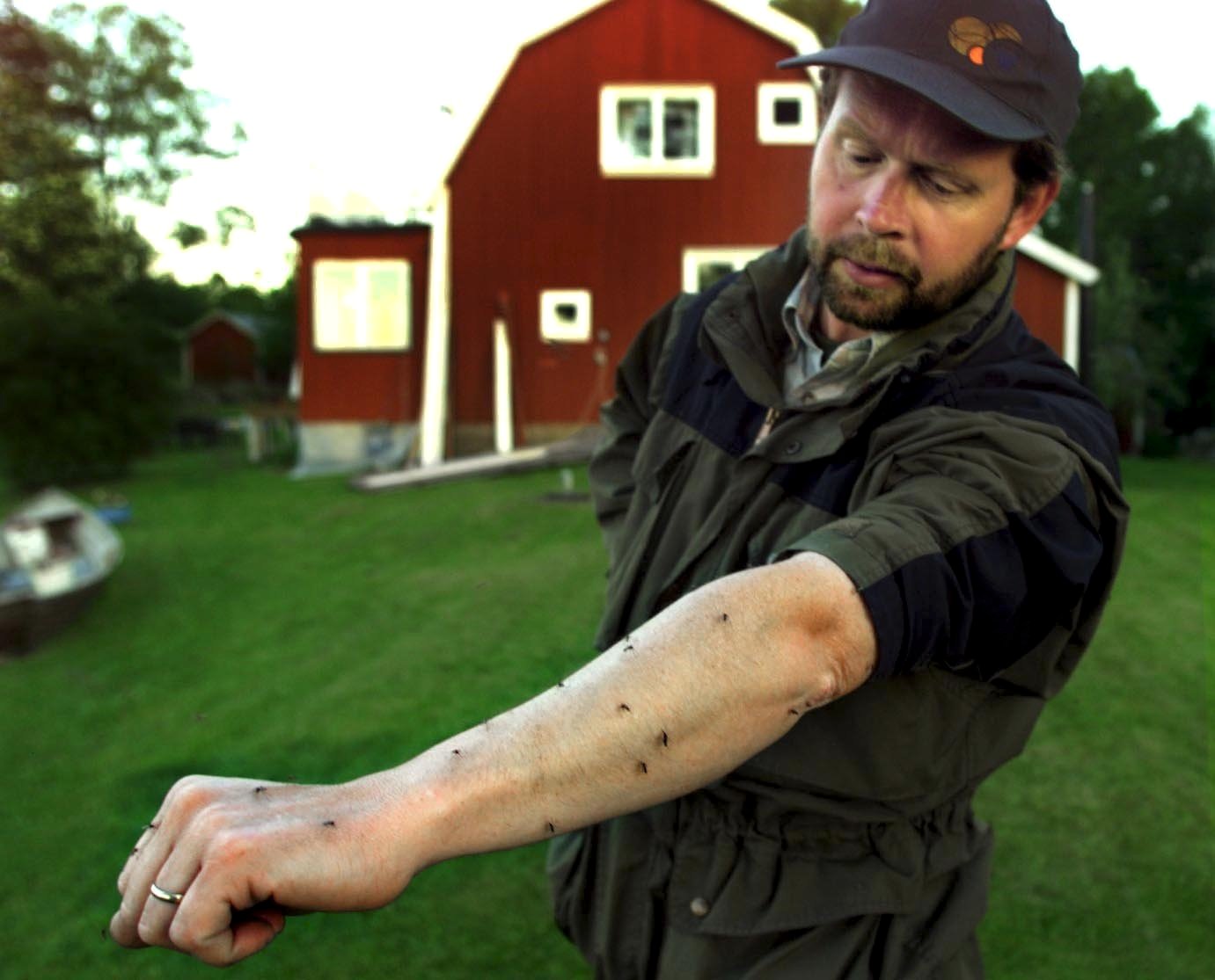 Fylla, Sommar, Mygg, sex