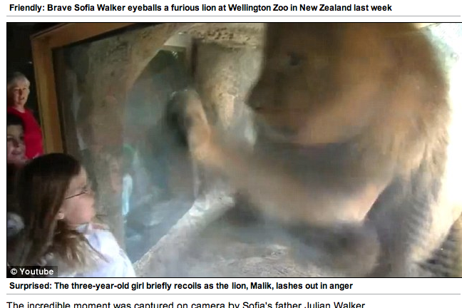 Zoo, Lejon, Nya Zeeland, Attack