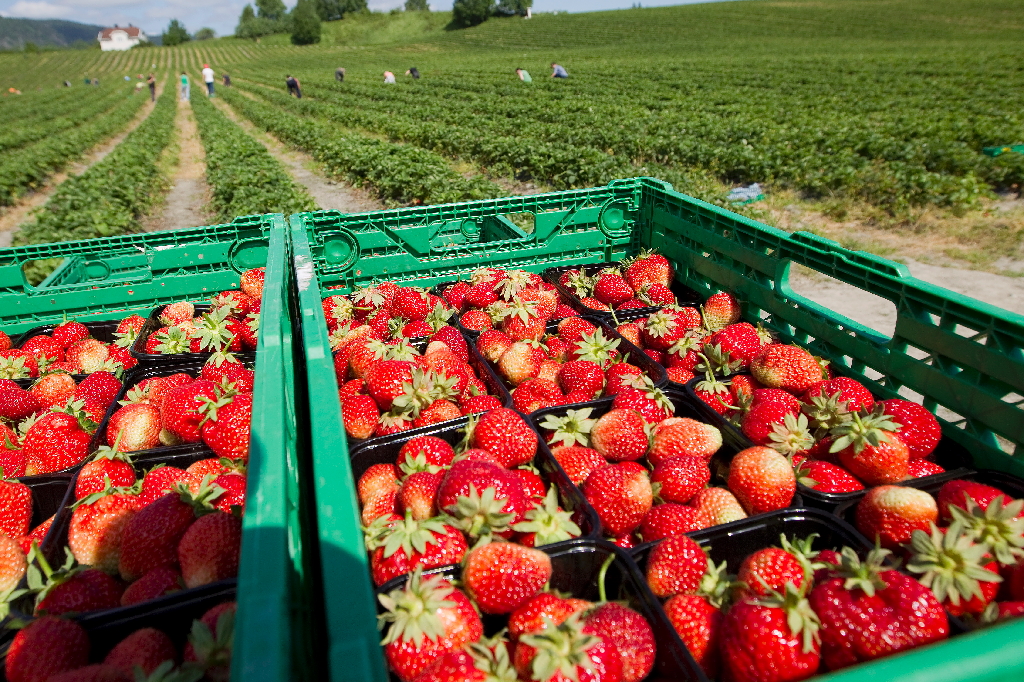 Jordgubbssommaren, Odlare, Järnnätter, Mat, Jordgubbar