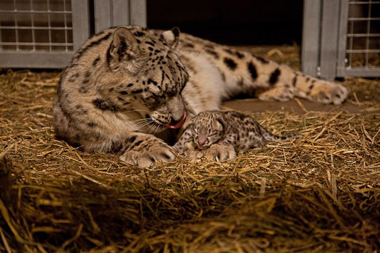 Katt, snöleopard, orsa björnpark, Djur
