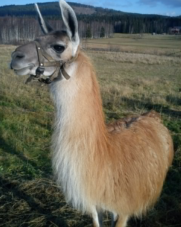 Varg, Lama, Vargen i Sverige, Lamadjur