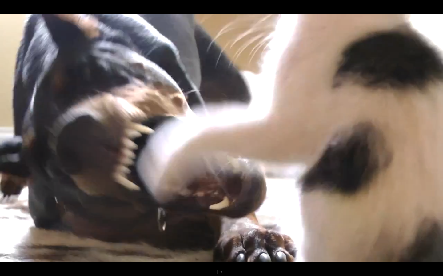 Lek, Kattunge, Katt, Hund, Djur, VideoExtra, Internet