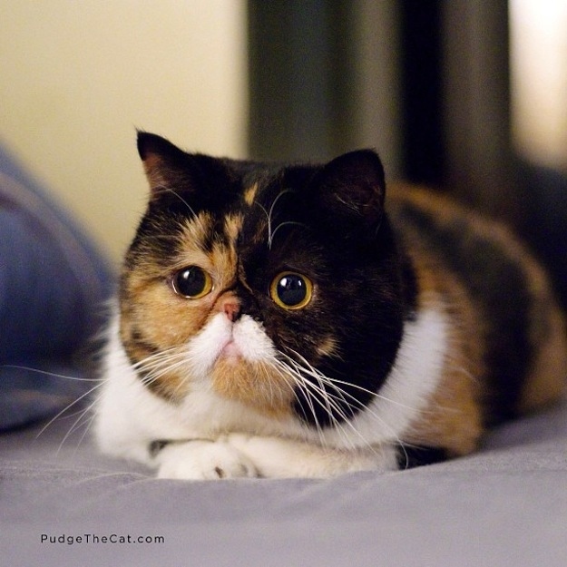 Katter,  Winston Bananas,  Sockington, Topplista,  Maru,  Henri