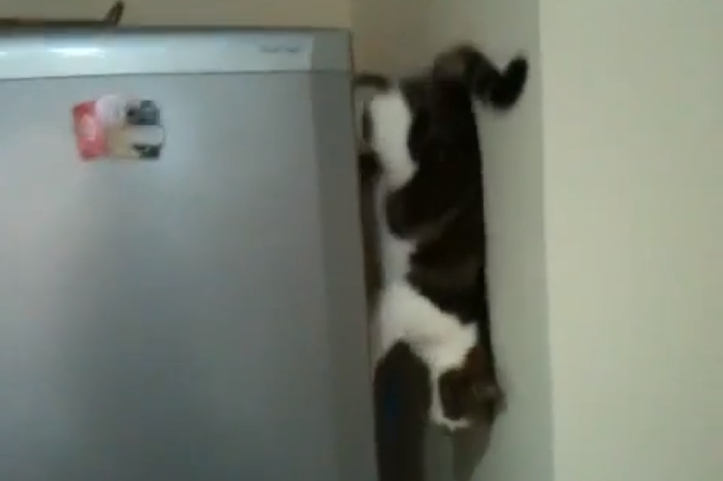 Youtube, Video, Djur, Katt