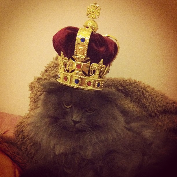 Rich Kids Of Instagram,  Choupette,  Rich Cats Of Instagram
