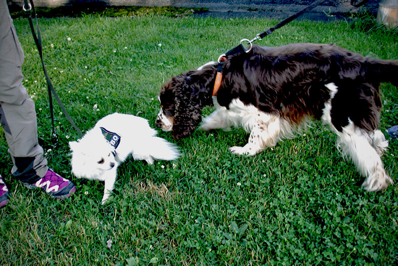 Attack, Djur, Hund