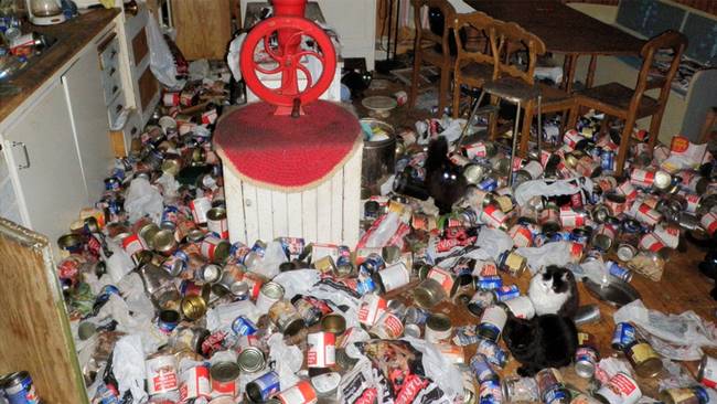 Hus, Katter, Umea, Djurplageri, Länsstyrelsen, Förvildade
