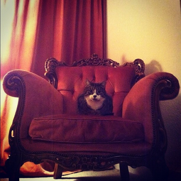 Rich Kids Of Instagram,  Choupette,  Rich Cats Of Instagram