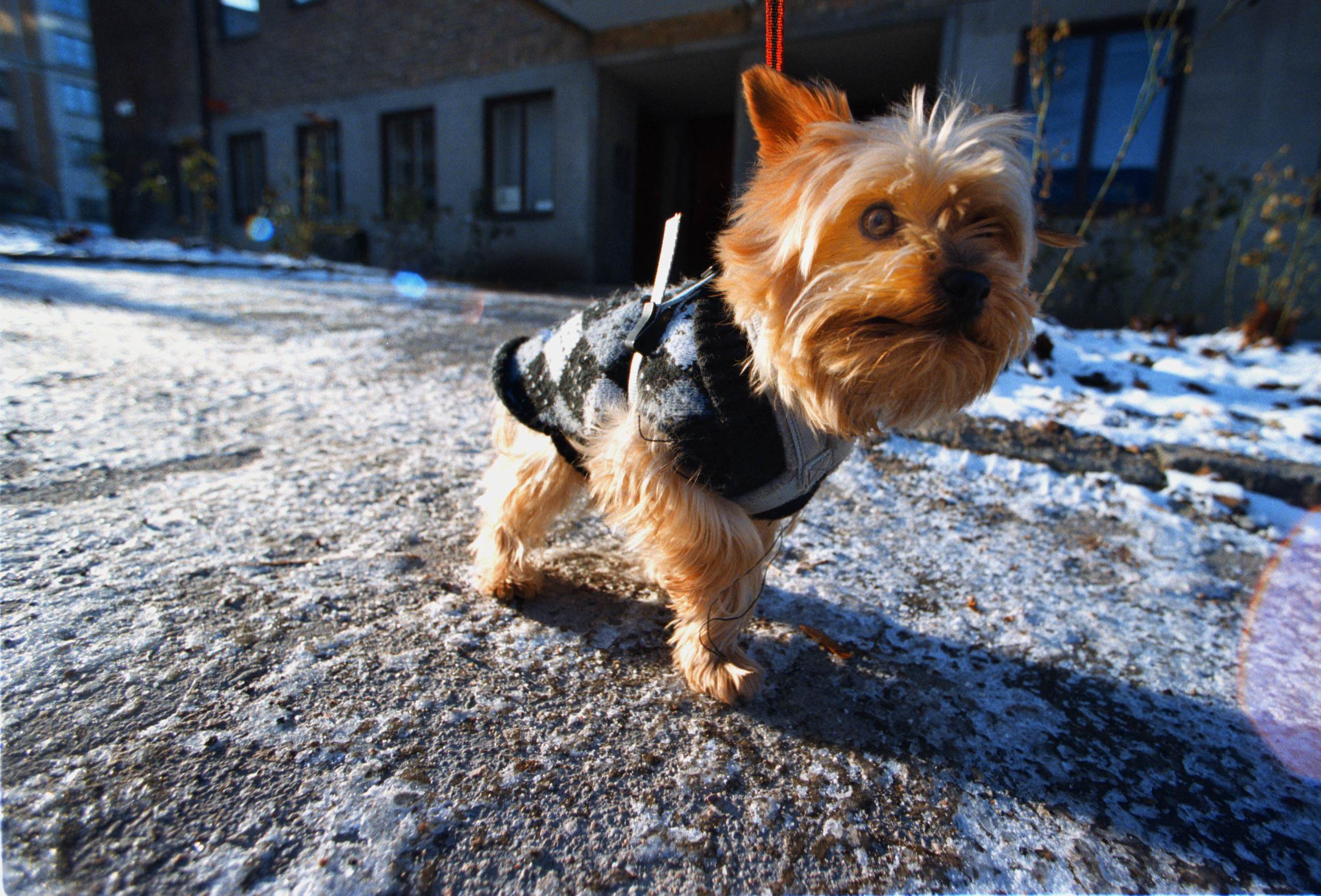 Elvis,  Yorkshireterrier, Polishund, Hund