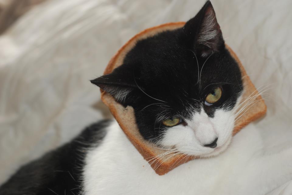 Trend, Breading cats, Facebook, Katter, Katt, Djur, Bröd, Bröda