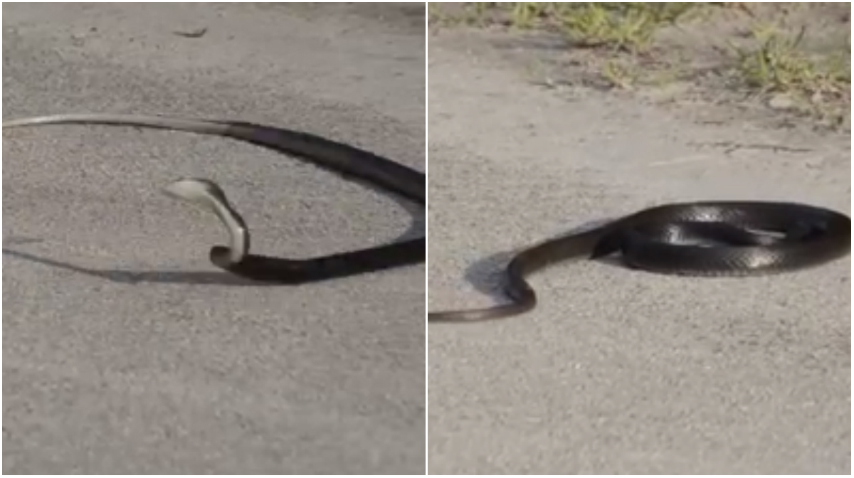  n24video, Epilepsianfall, Orm