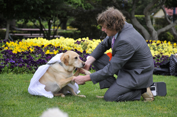 Honey, Joseph Guiso, Gifte, Labrador, Hund, Australien, Brollop, Toowoomba, Hundbröllop