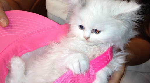  Mercy,  Choupette, Kanye West, Kim Kardashian