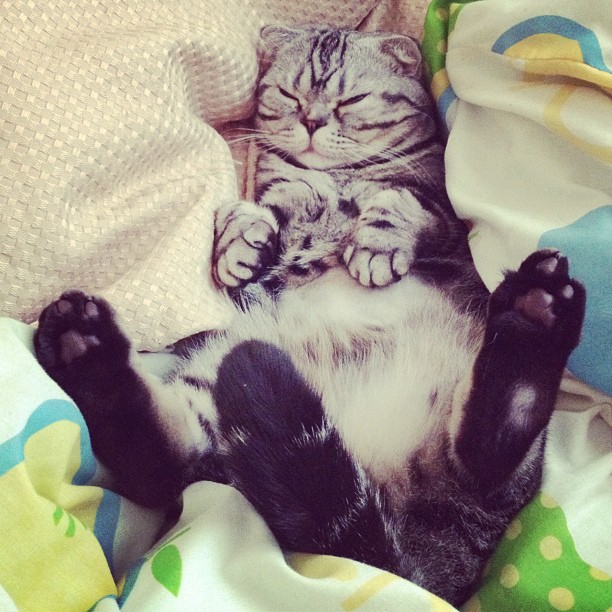 Katt, instagram,  Mercy, Shishi-Maru,  Choupette, Internet