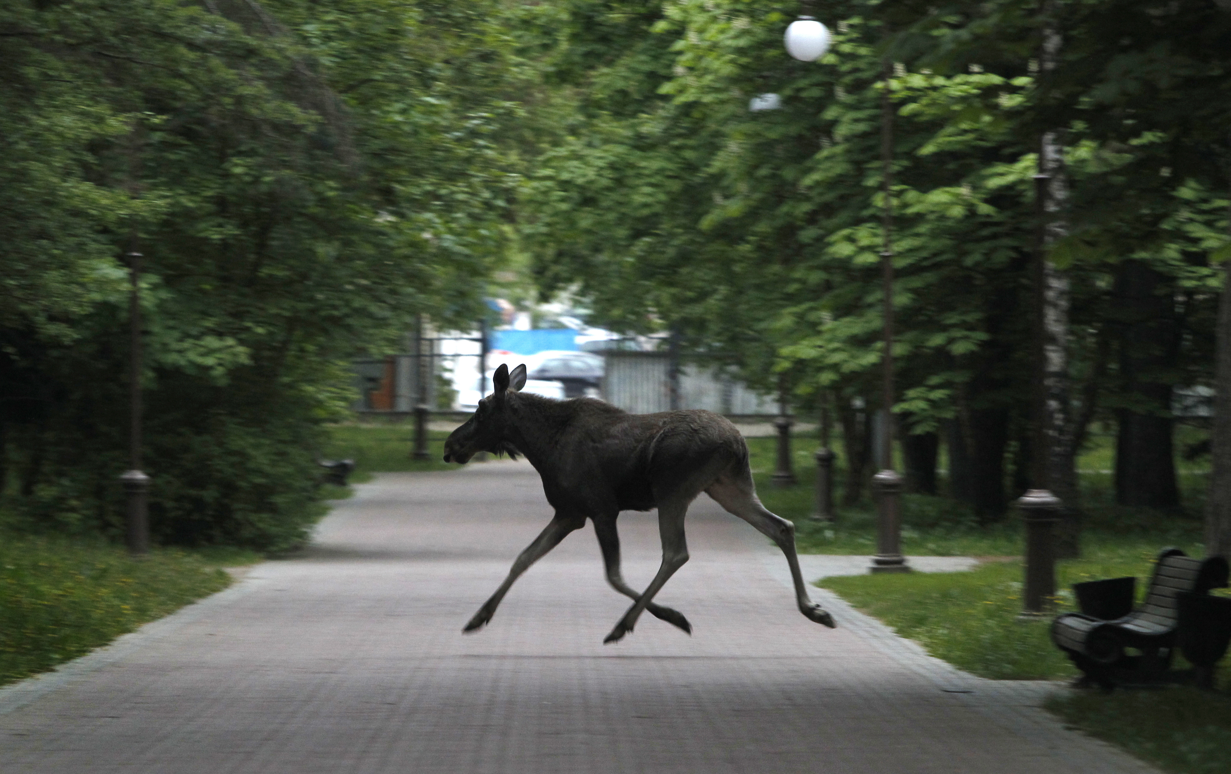 Olycka, Älg, Björn