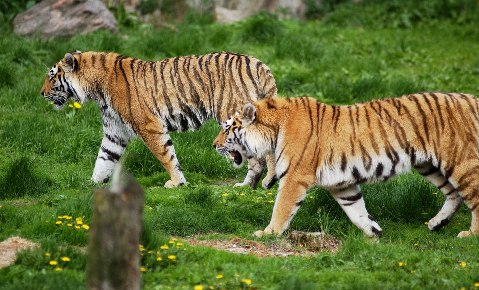 Zoo, Död, Kopenhamn, Djur, Tigrar, Danmark