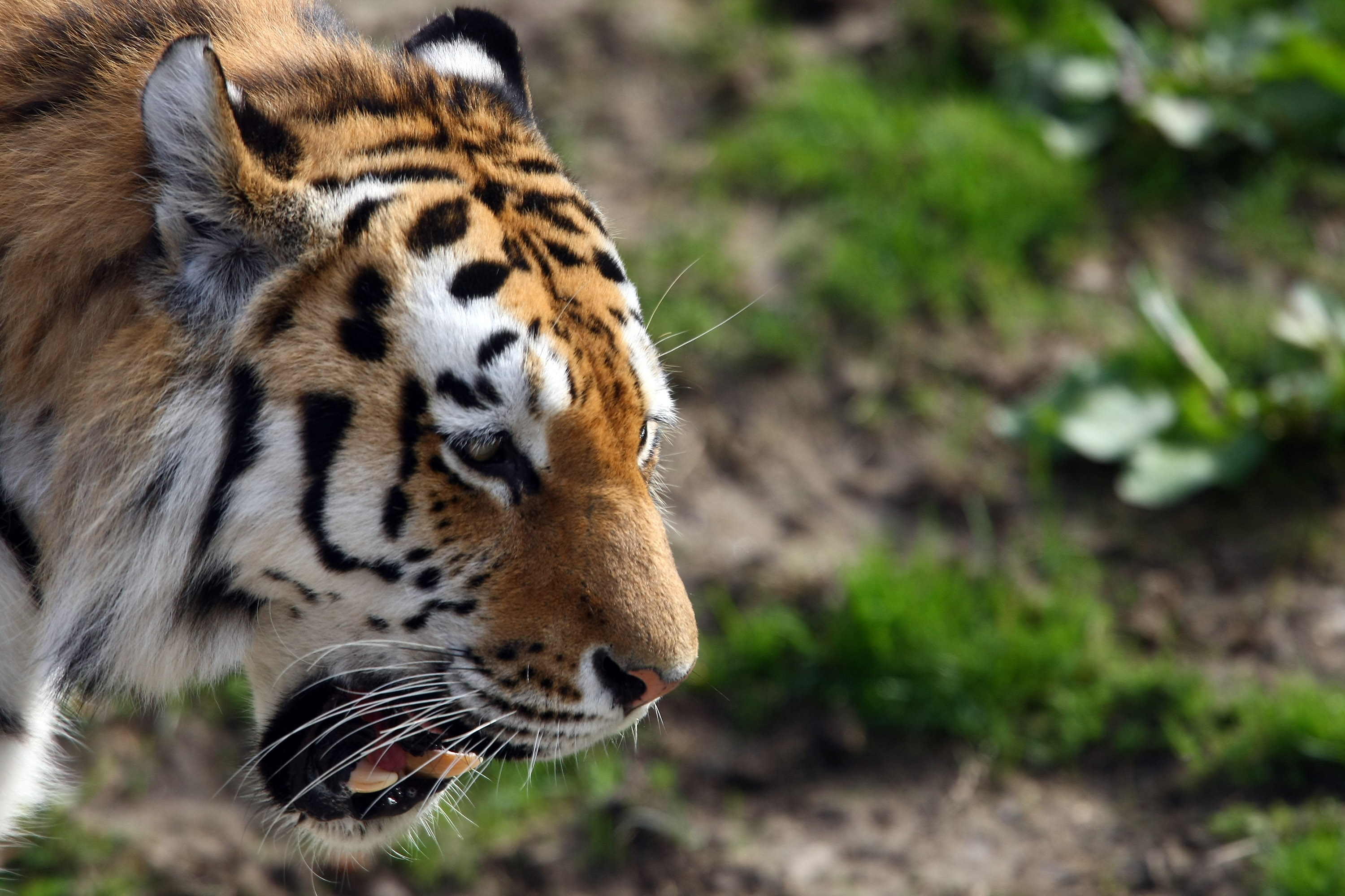 Tiger, Död, Kopenhamn, Danmark, Zoo, Attack