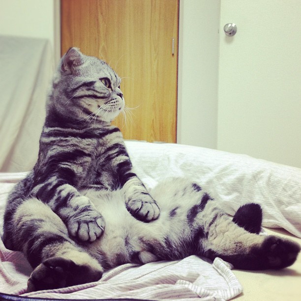 Katt, instagram, Internet, Mercy, Shishi-Maru, Choupette