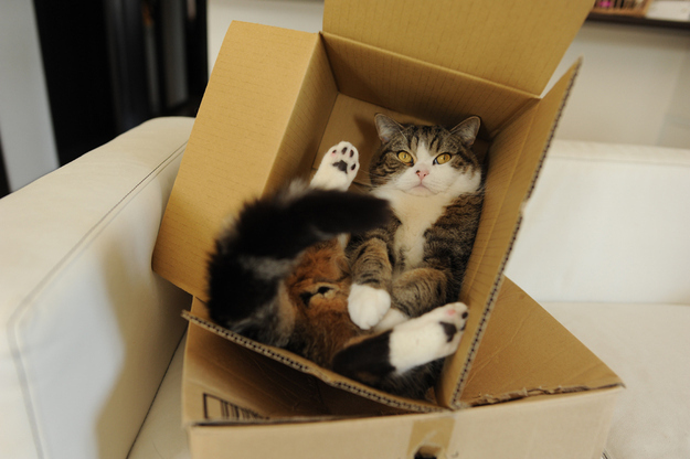 Katter,  Winston Bananas,  Maru,  Sockington,  Henri, Topplista