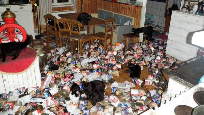 Hus, Länsstyrelsen, Förvildade, Umea, Katter, Djurplageri