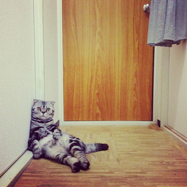  Mercy, Katt, instagram, Internet,  Choupette, Shishi-Maru
